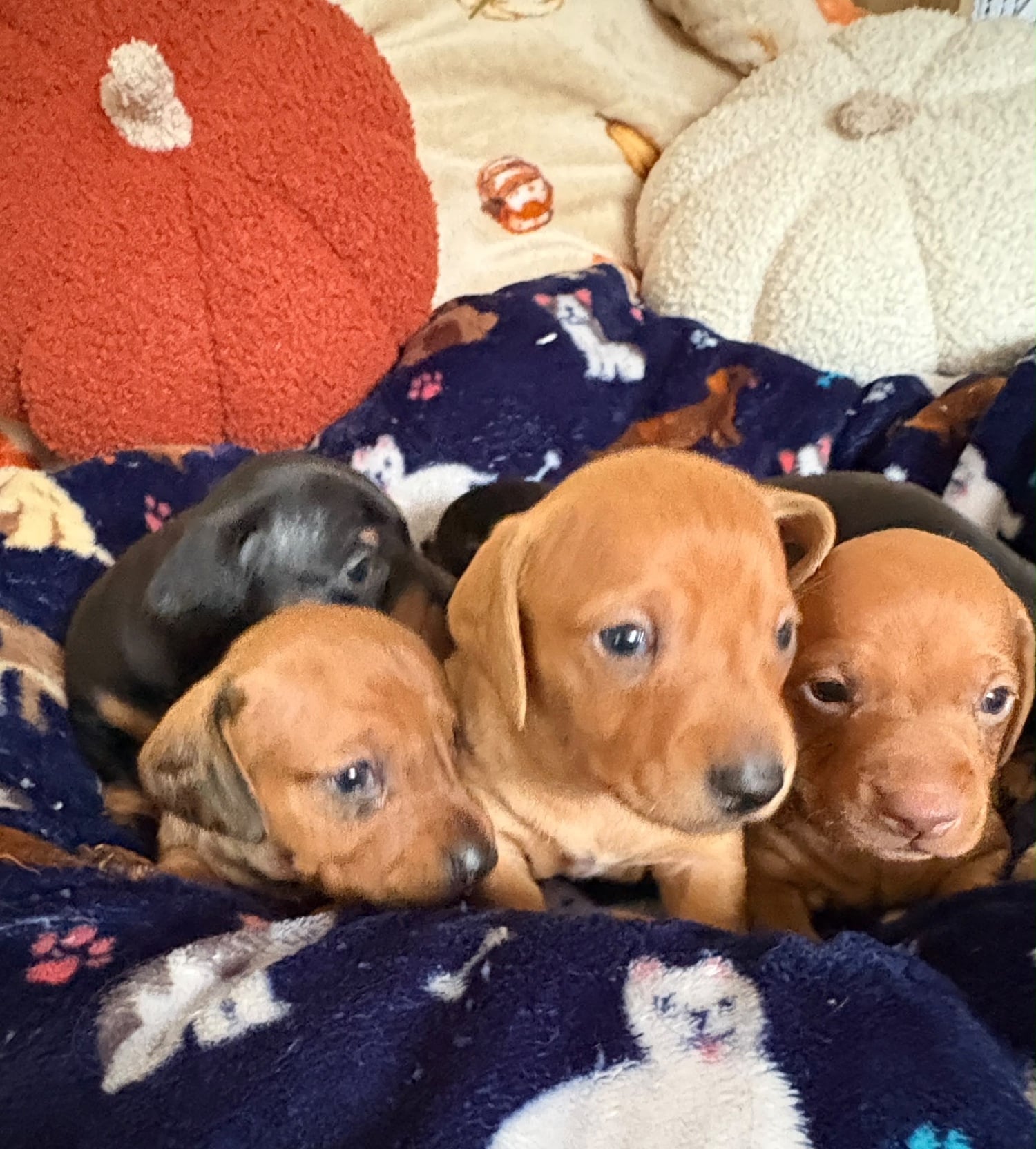 KC reg mini dachshund pups for sale  - Dogs & Puppies in Wisbech