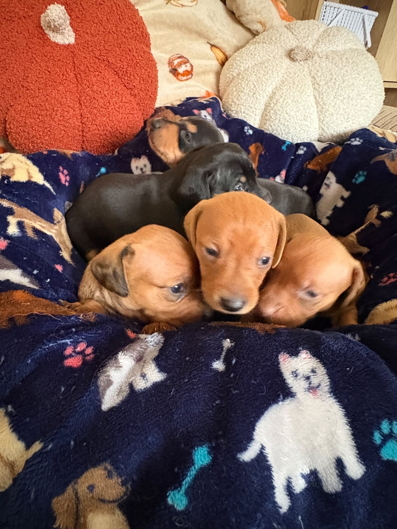 KC reg mini dachshund pups for sale  - Dogs & Puppies