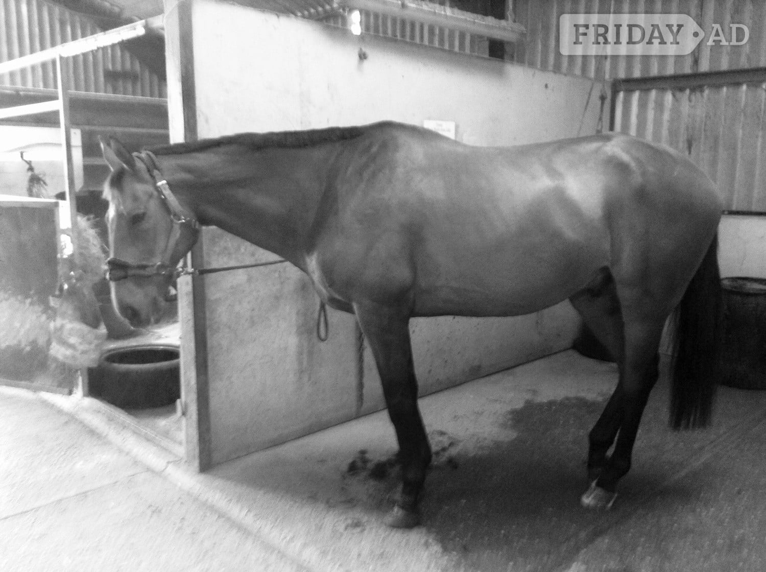 Round hay wanted in Heathfield