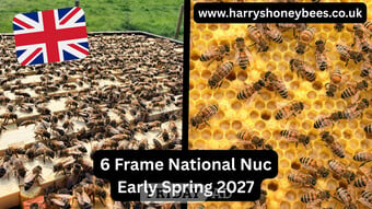 6 Frame National Nuc of Bees Spring 2027