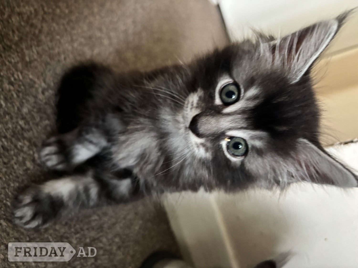 3 Maincoon kittens 