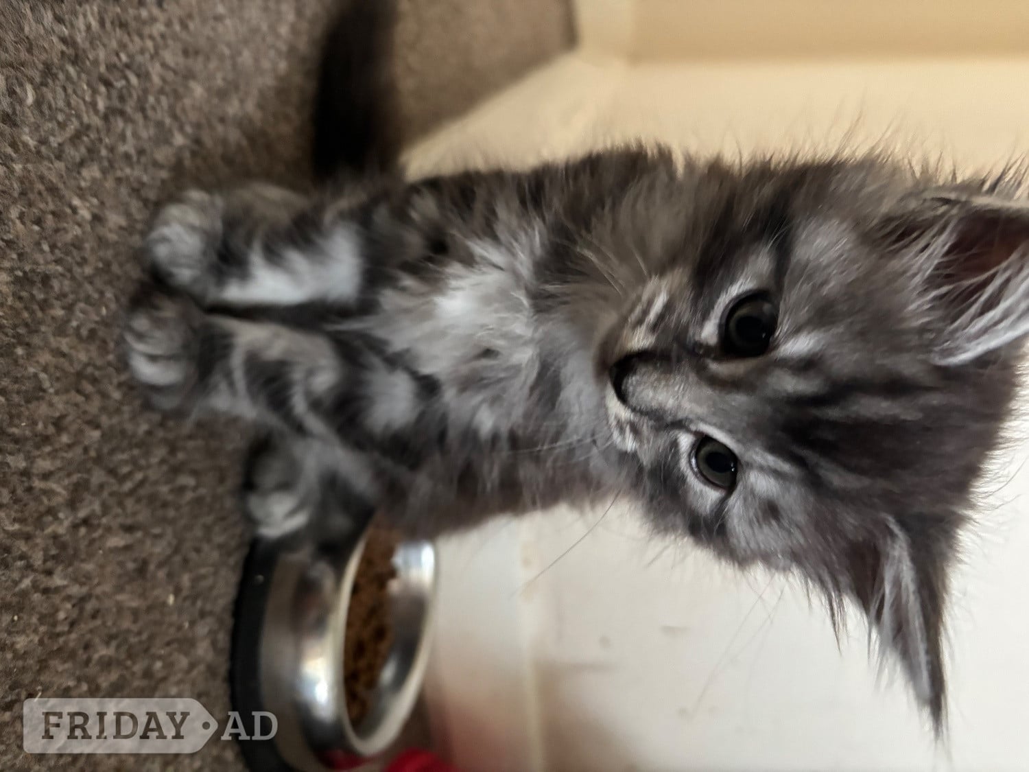 Brighton 3 Maincoon kittens 