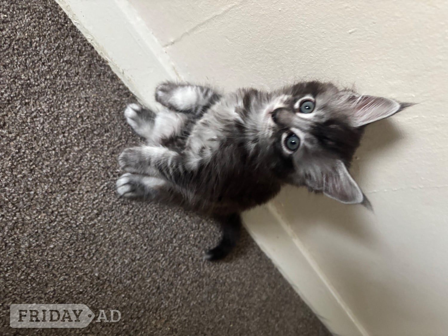 3 Maincoon kittens  in Brighton