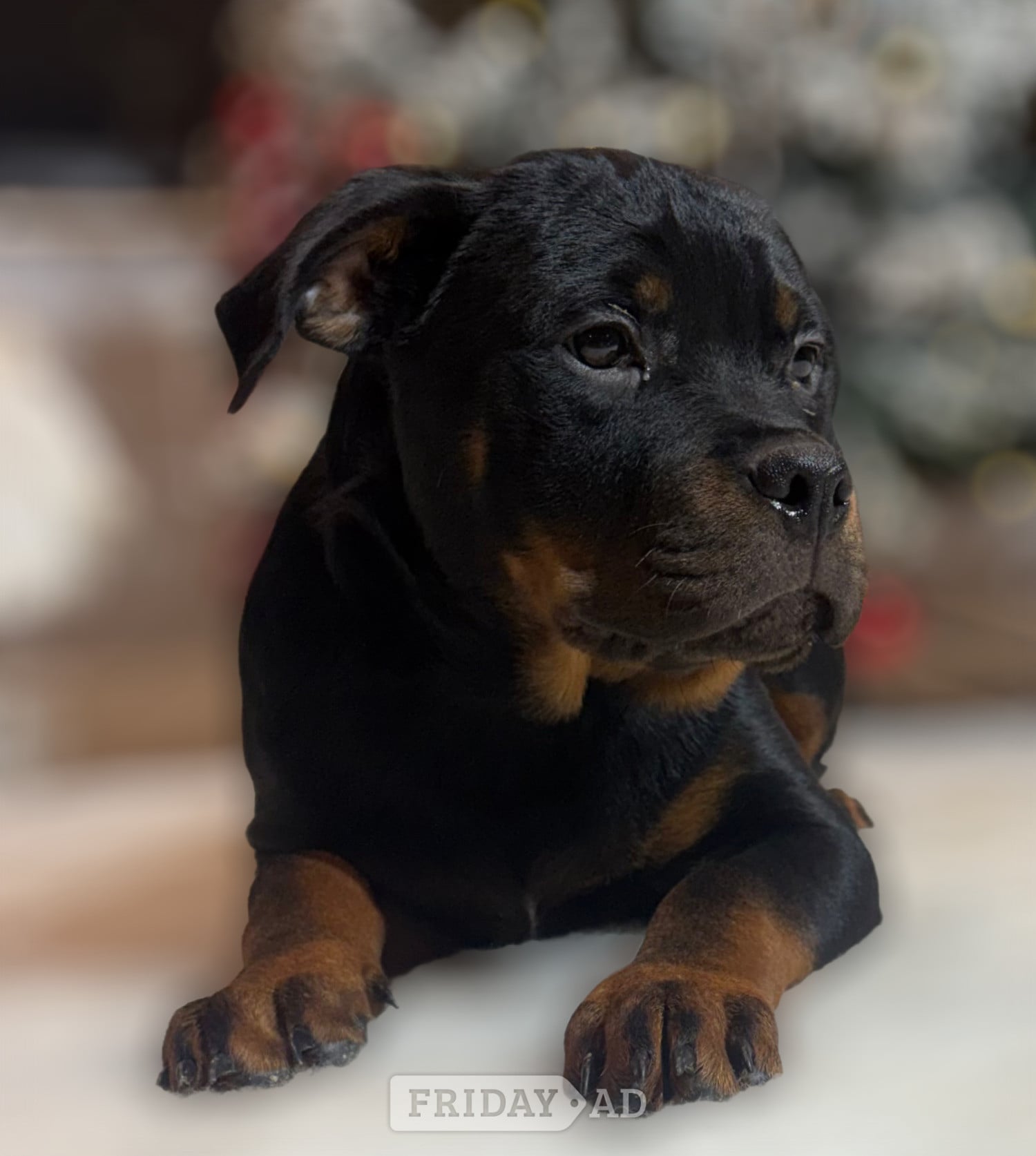 ROTTWEILER PUPPIES. KC REGISTERED. FREE INSURANCE.