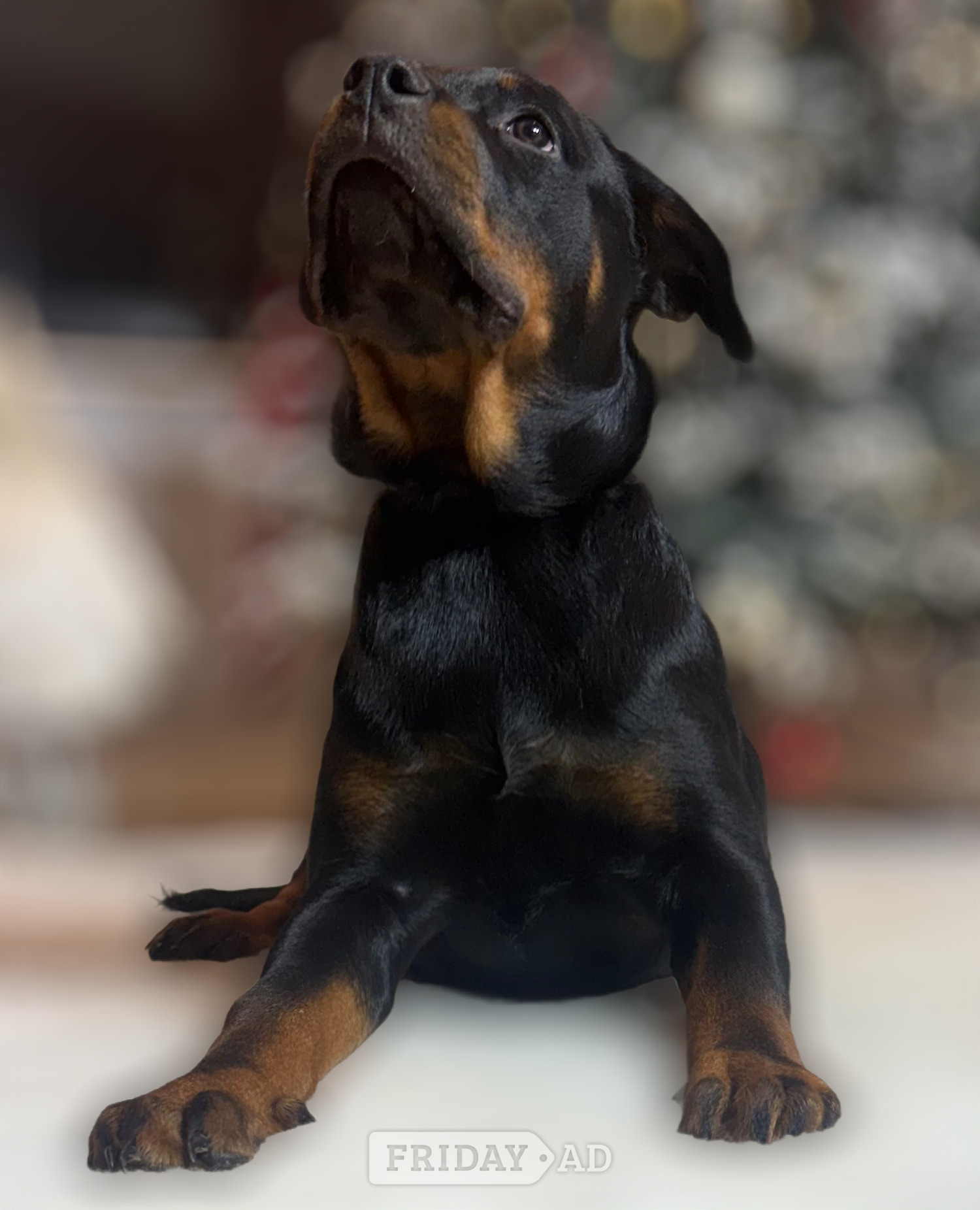 Doncaster ROTTWEILER PUPPIES. KC REGISTERED. FREE INSURANCE.