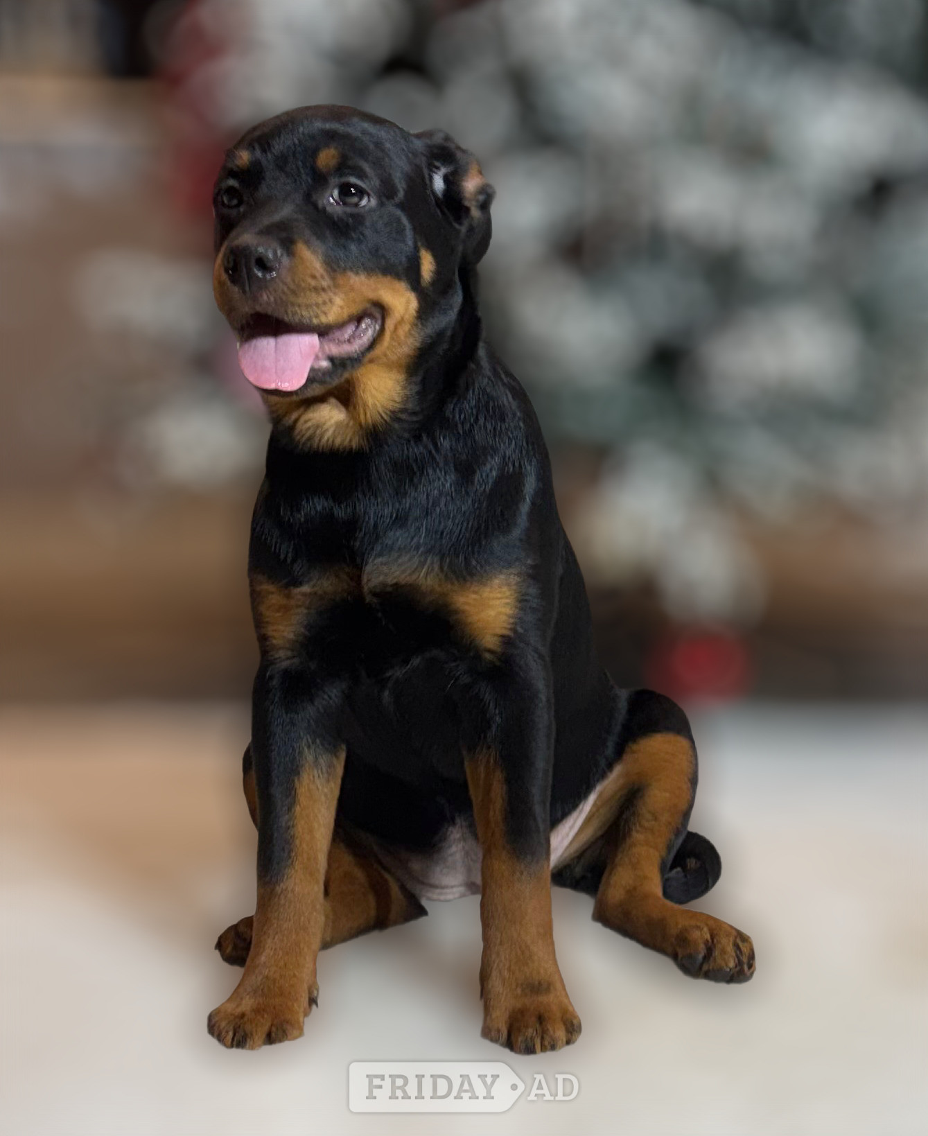 ROTTWEILER PUPPIES. KC REGISTERED. FREE INSURANCE. - Dogs & Puppies in Doncaster
