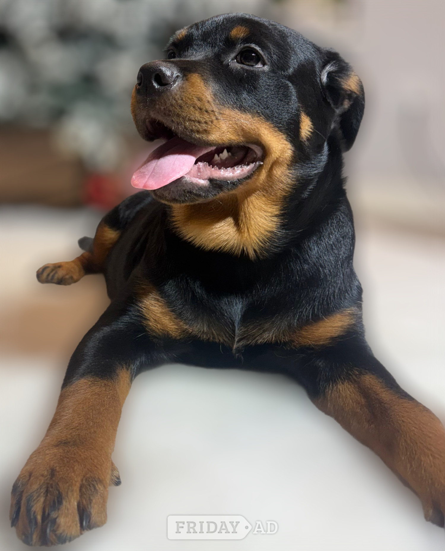 ROTTWEILER PUPPIES. KC REGISTERED. FREE INSURANCE. - Dogs & Puppies