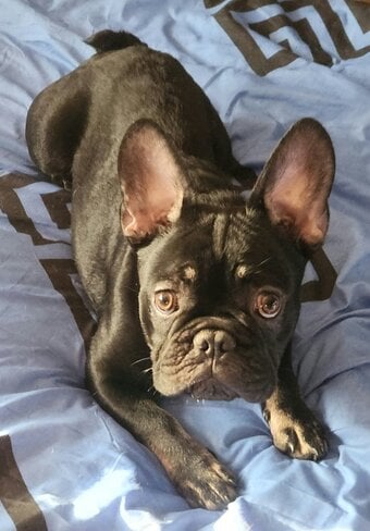 French bulldog for sale 