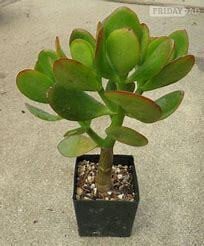 Money Jade Plant 
