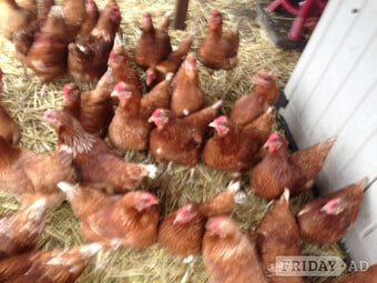 Fully vaccinated Lohmann hybrids pol