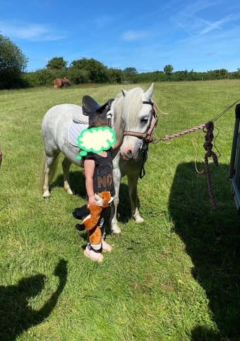 Pony for share