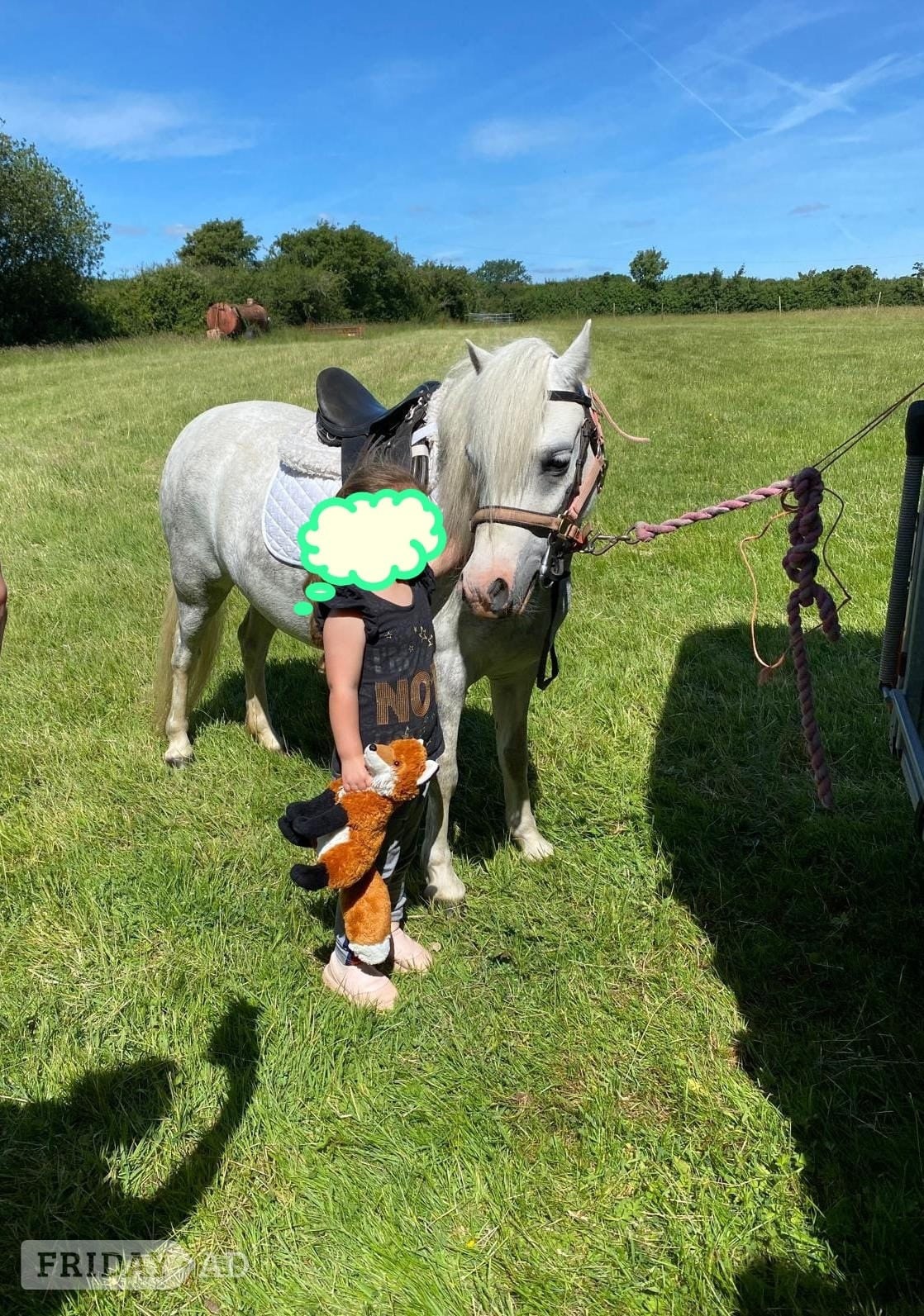 Pony for share in Hailsham