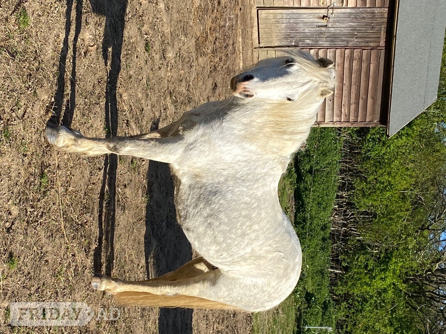 Pony for share