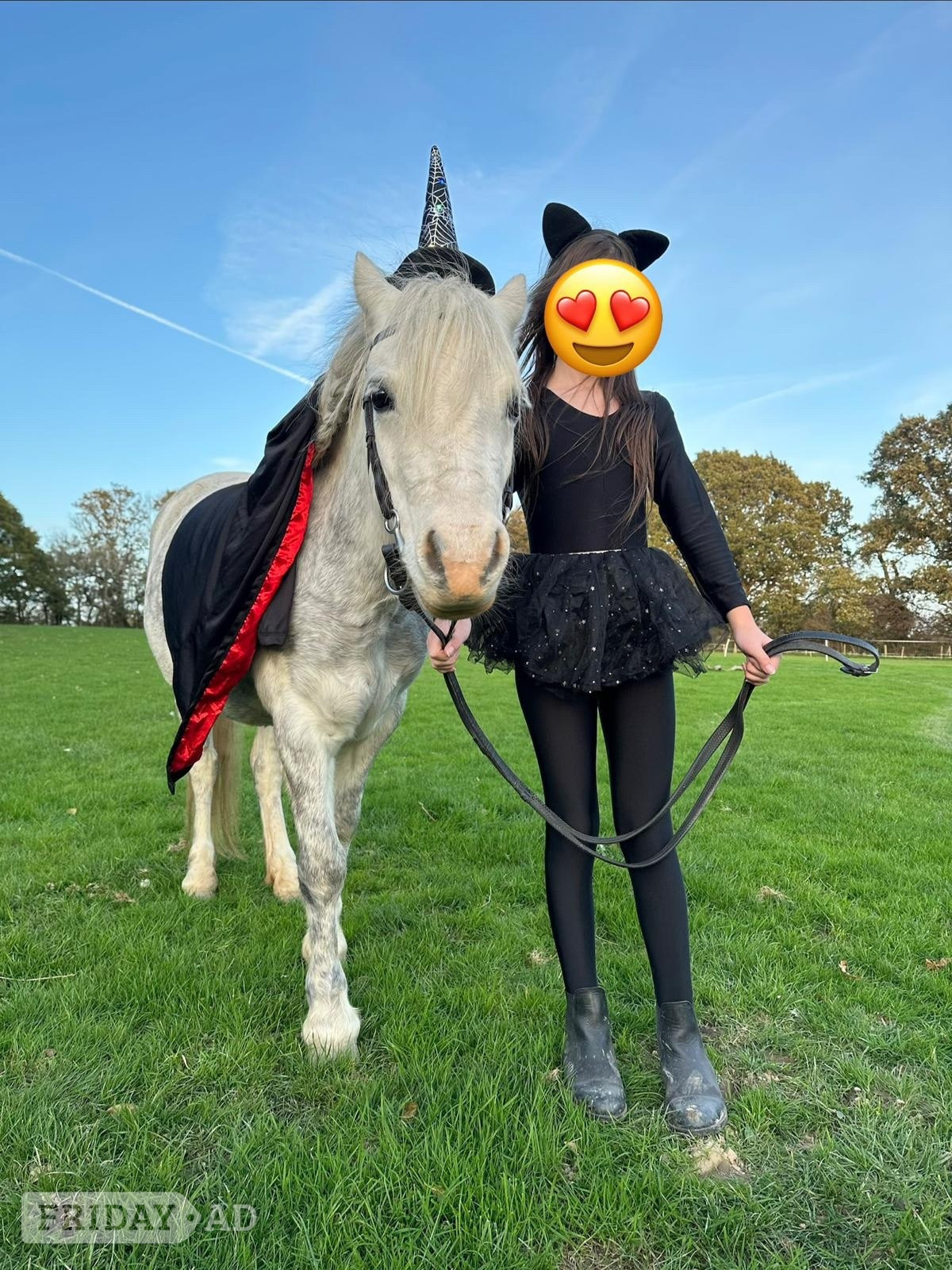 Pony for share - Horses in Hailsham