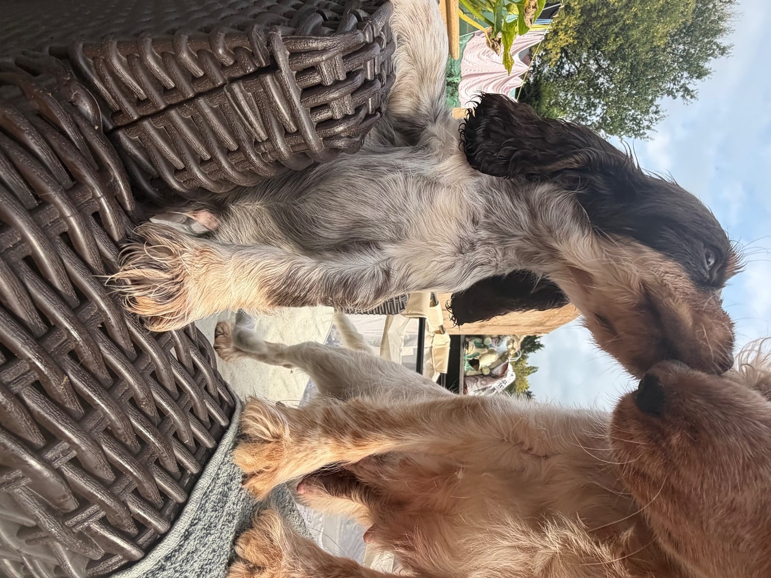 Kc registered show cocker puppy's 