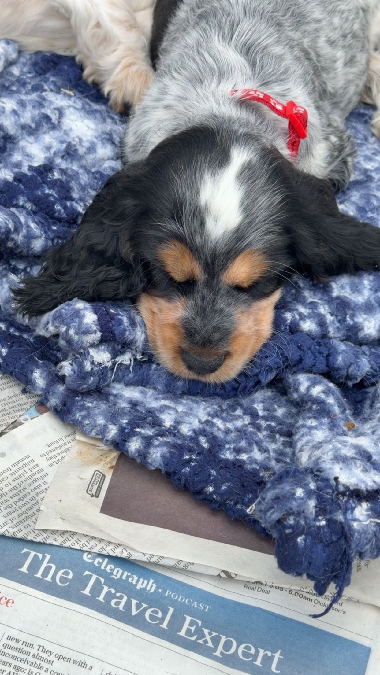 Horsham Kc registered show cocker puppy's 