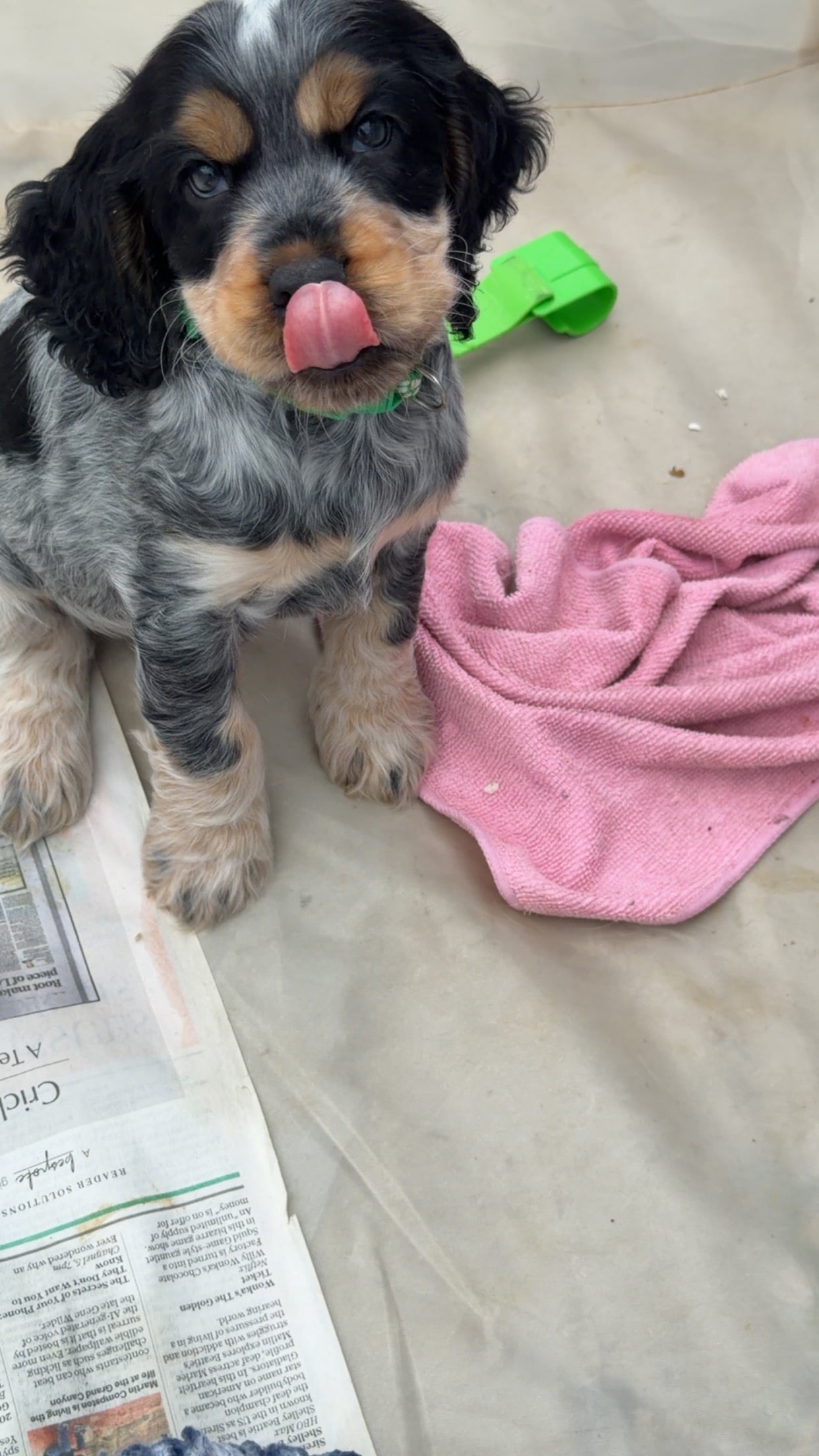Kc registered show cocker puppy's  - Dogs & Puppies in Horsham