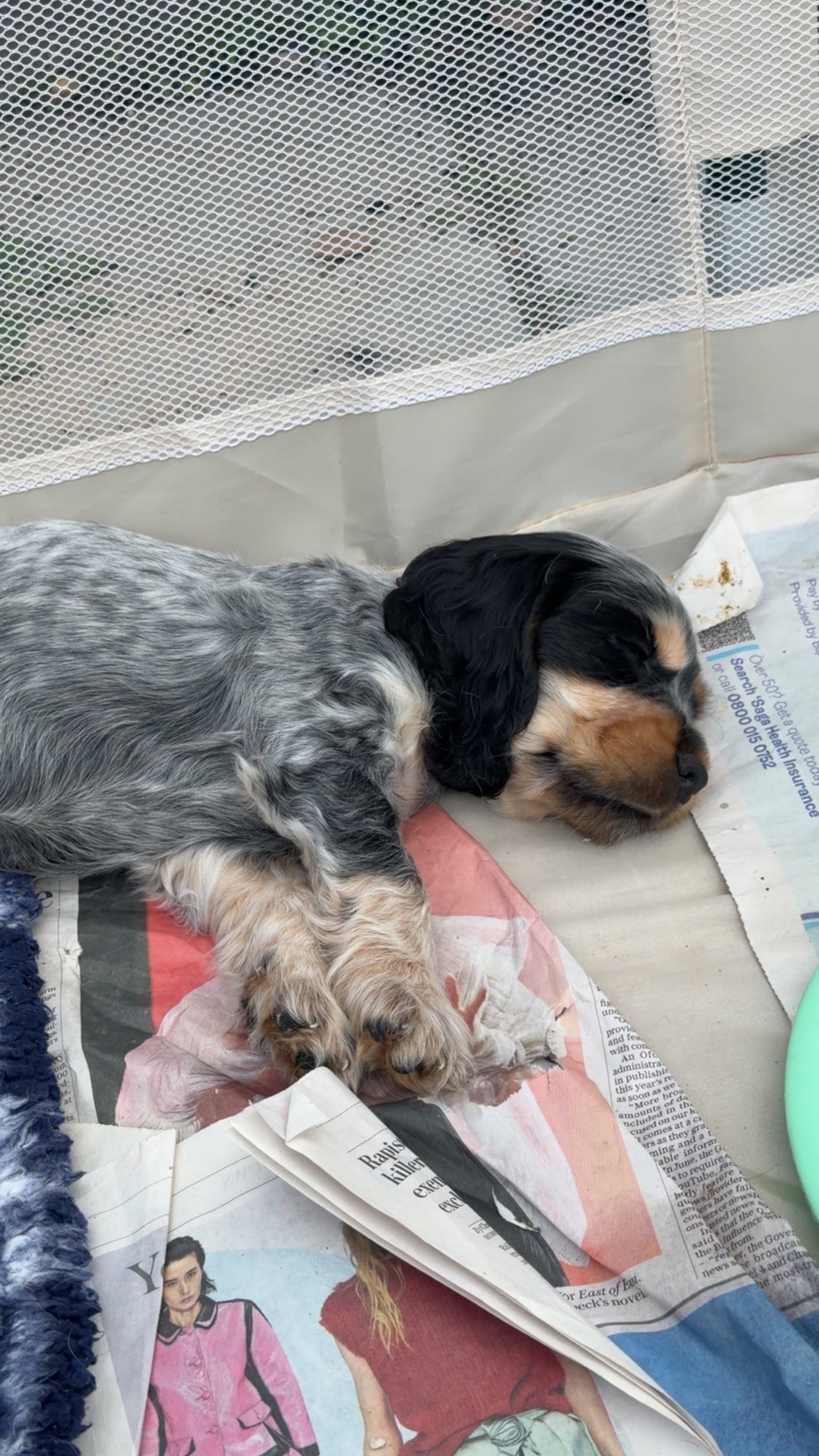Kc registered show cocker puppy's  - Dogs & Puppies