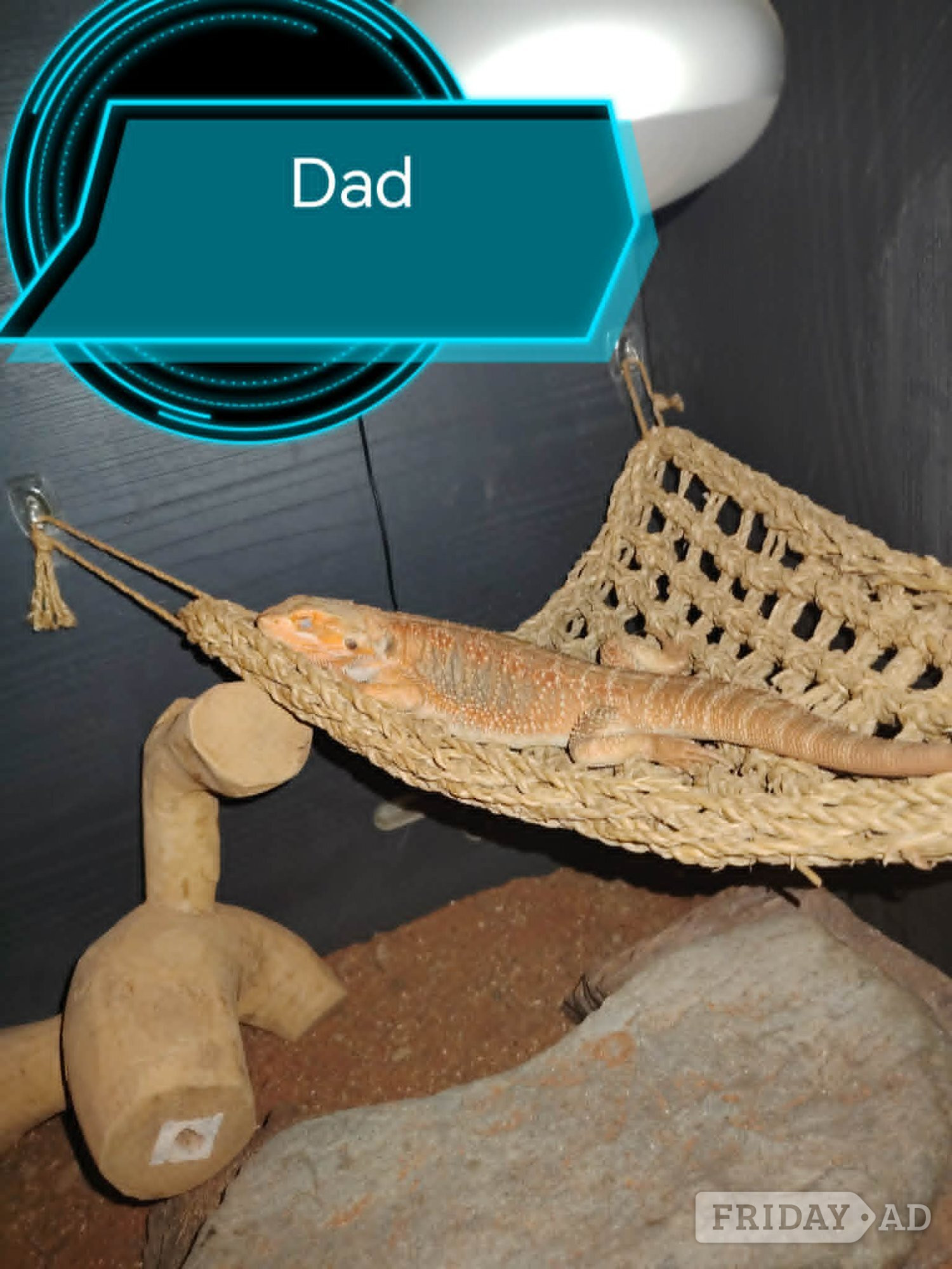 Baby bearded dragon 9 weeks old - Reptiles & Amphibians in Leicester