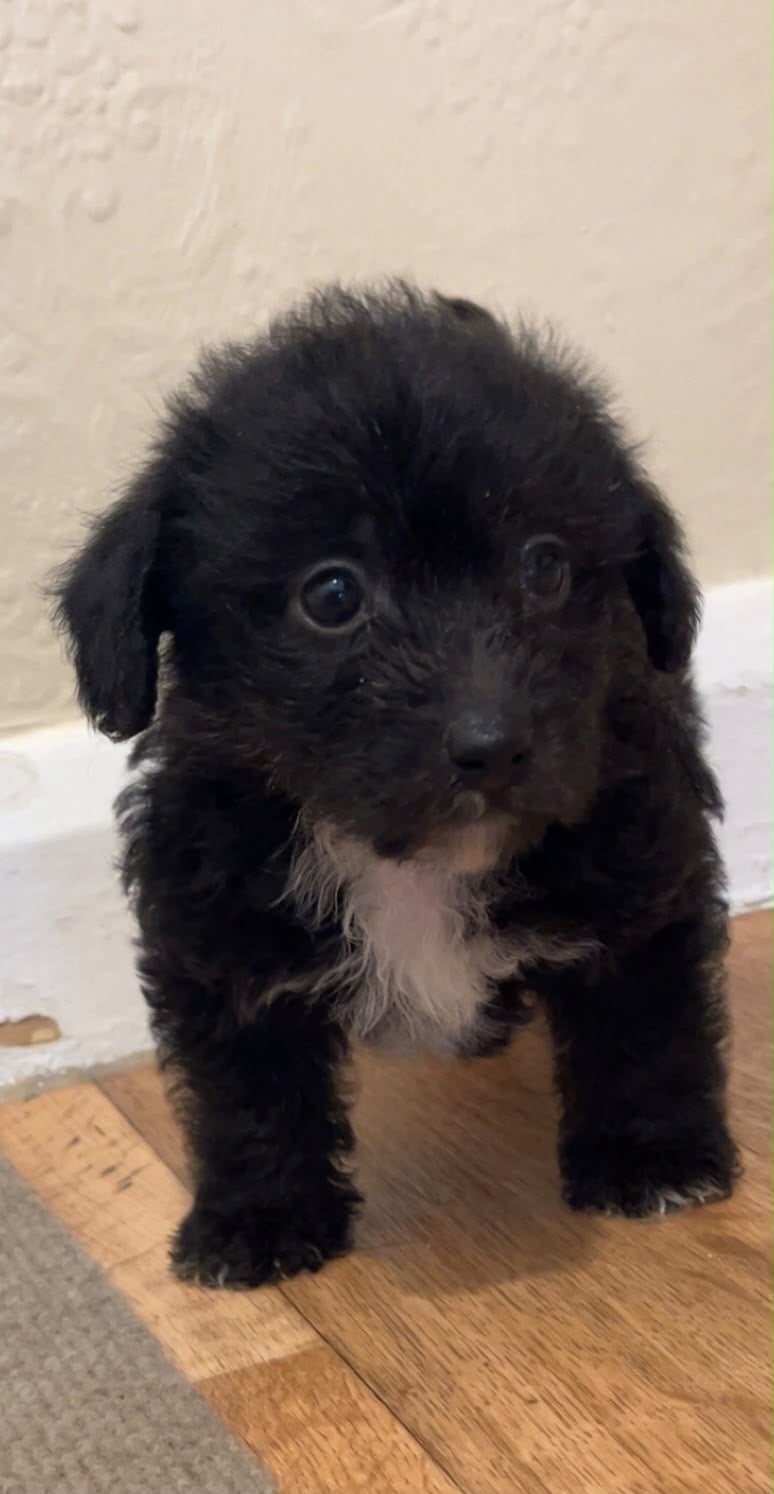 Toy Jackapoo needs to be rehomed by 24th