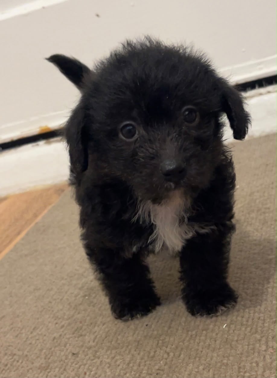 Toy Jackapoo Puppies need to be re homed by 24th - Dogs & Puppies in Brighton