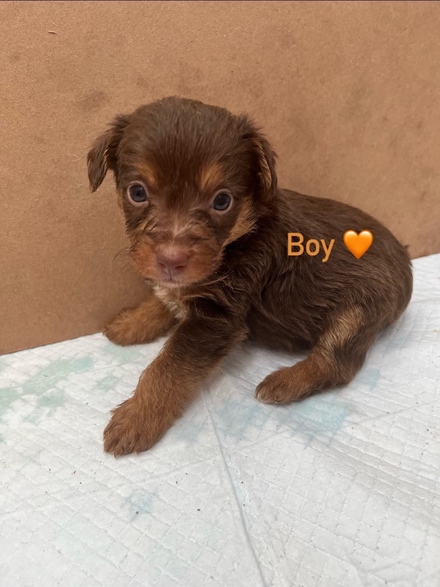 Brighton Toy Jackapoo needs to be rehomed by 24th