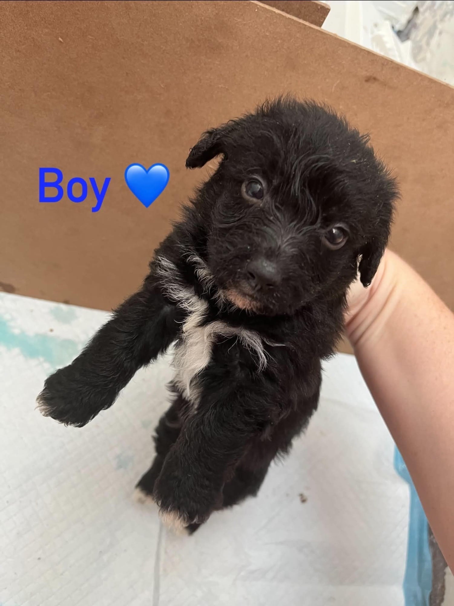 Toy Jackapoo needs to be rehomed by 24th - Dogs & Puppies in Brighton