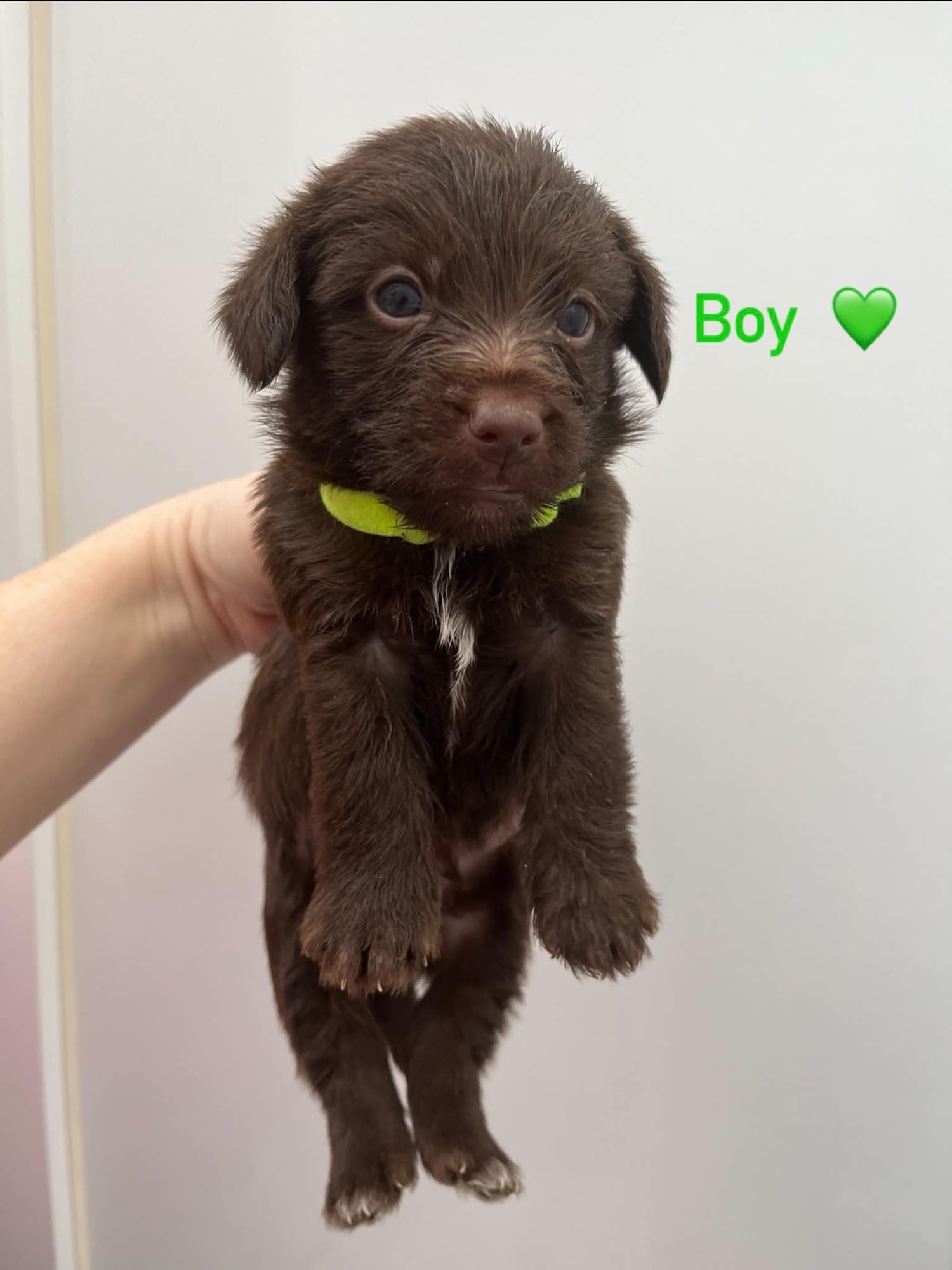 Toy Jackapoo needs to be rehomed by 24th - Dogs & Puppies