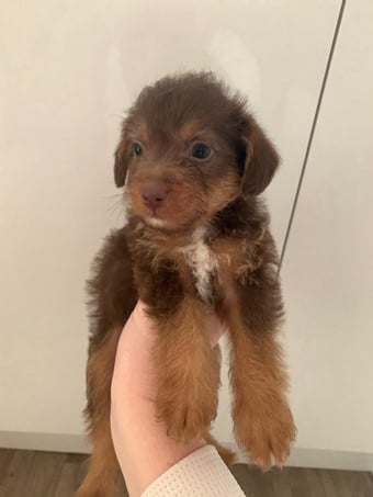 Toy Jackapoo Puppies need to be re homed by 24th