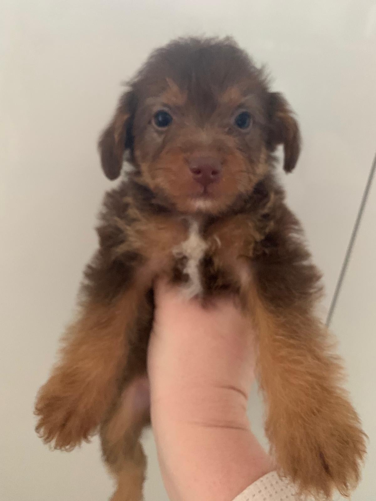 Toy Jackapoo Puppies need to be re homed by 24th
