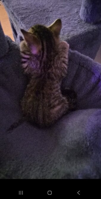 Beautiful female kitten for sell
