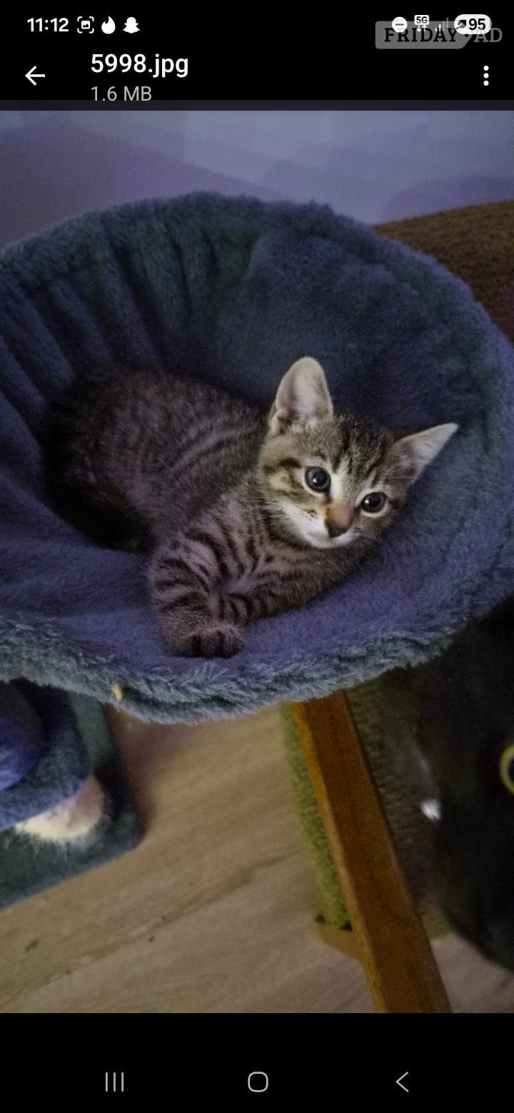 Beautiful female kitten for sell