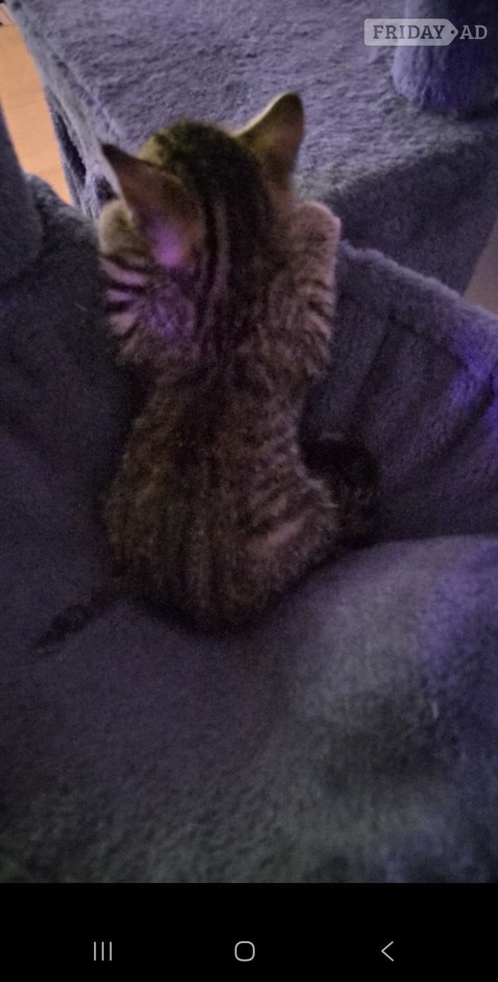 Beautiful female kitten for sell in Bristol