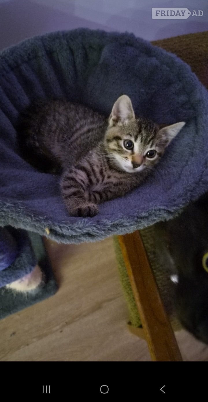 Bristol Beautiful female kitten for sell