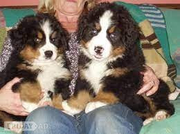 Bernese Mountain Puppies