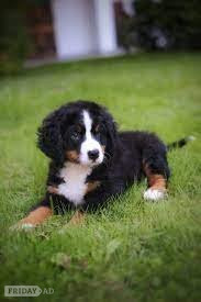 Boston Bernese Mountain Puppies