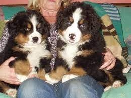 Bernese Mountain Puppies