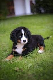 Boston Bernese Mountain Puppies