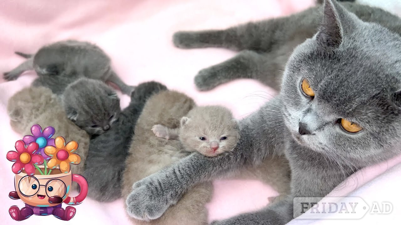  Vet Check Male and Female Scottish fold Kittens in Bamburgh