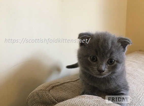   Vet Check Male and Female Scottish fold Kittens