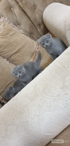 Bamburgh   Vet Check Male and Female Scottish fold Kittens