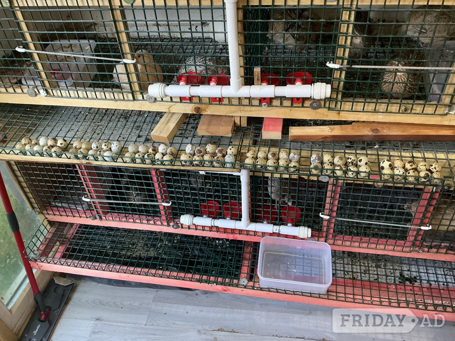 Jumbo Quail and jumbo quail eggs