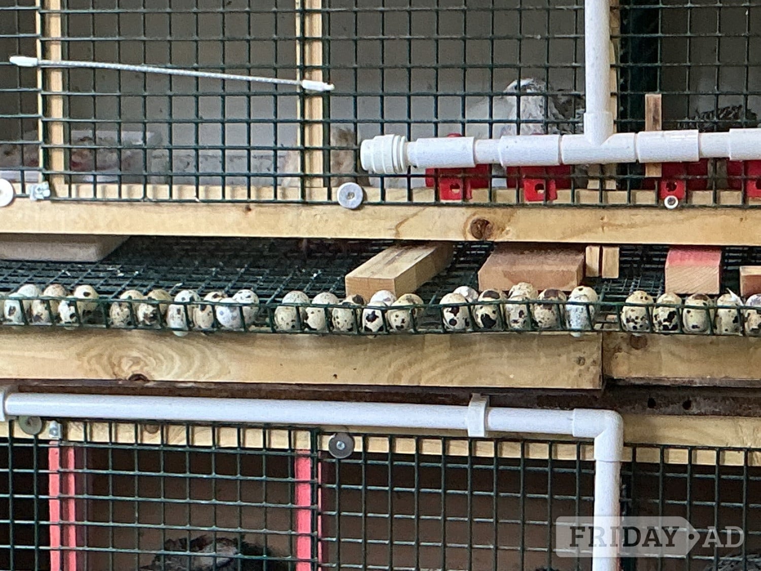 Birmingham Jumbo Quail and jumbo quail eggs