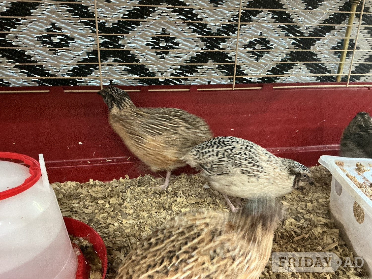 Jumbo Quail and jumbo quail eggs - Birds in Birmingham