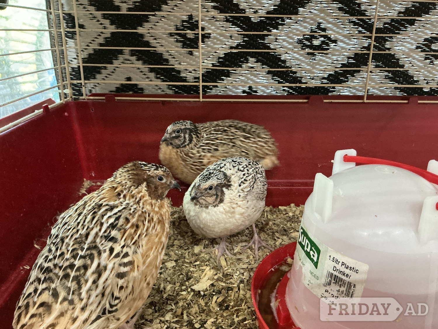 Jumbo Quail and jumbo quail eggs - Birds