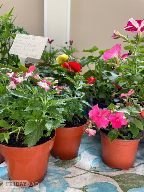 HENFIELD WEEKLY MARKET - 