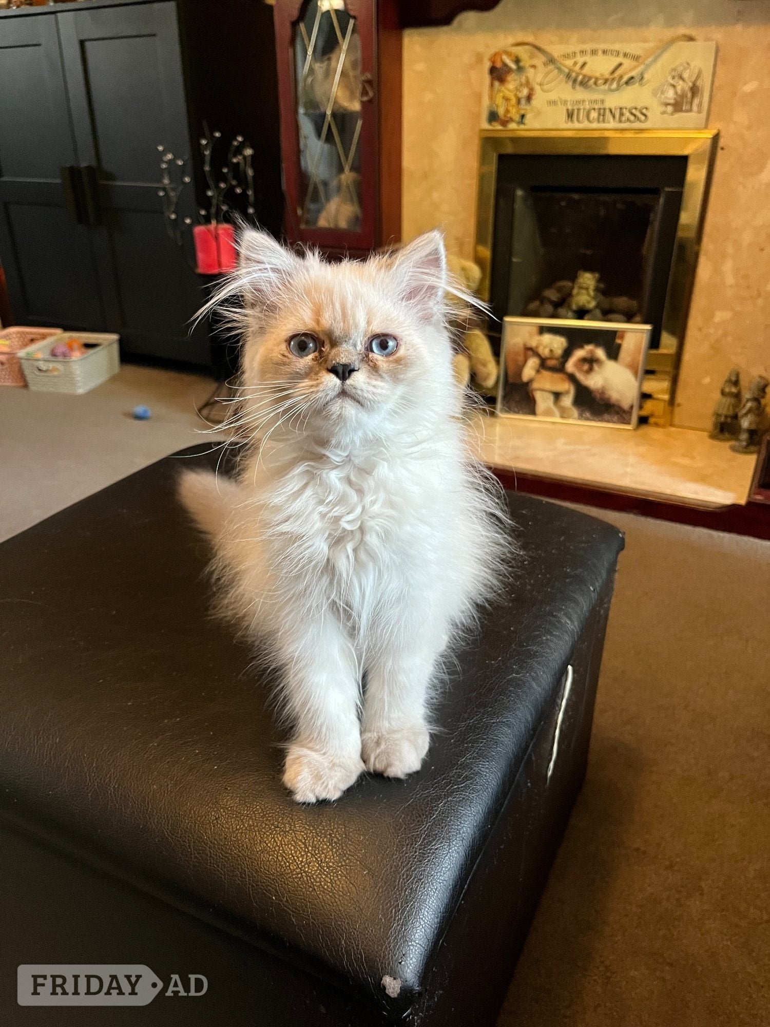 Ready Now Gorgeous blue eyed Himalayan cutie (M) in Bromley
