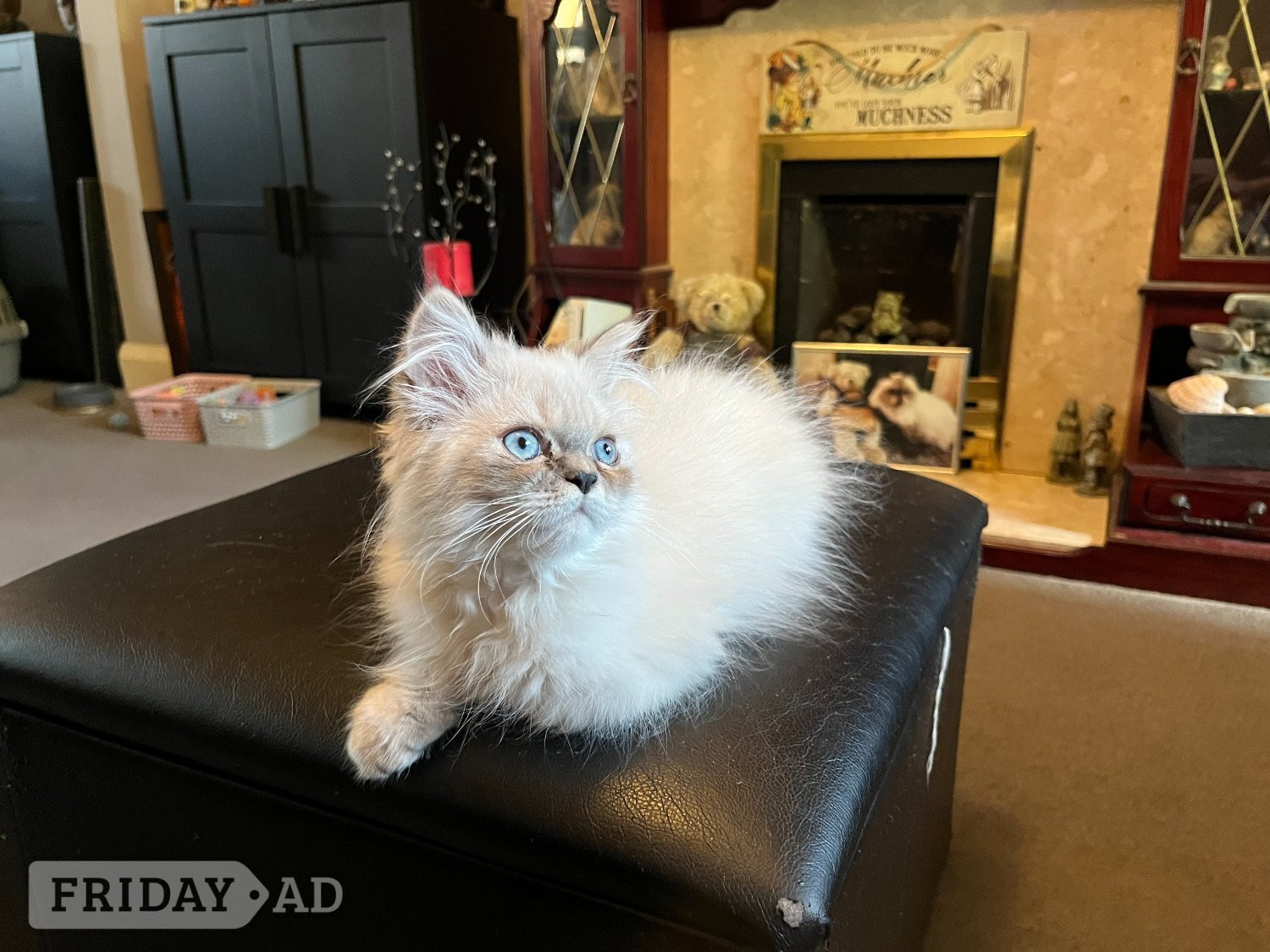 Ready Now Gorgeous blue eyed Himalayan cutie (M)