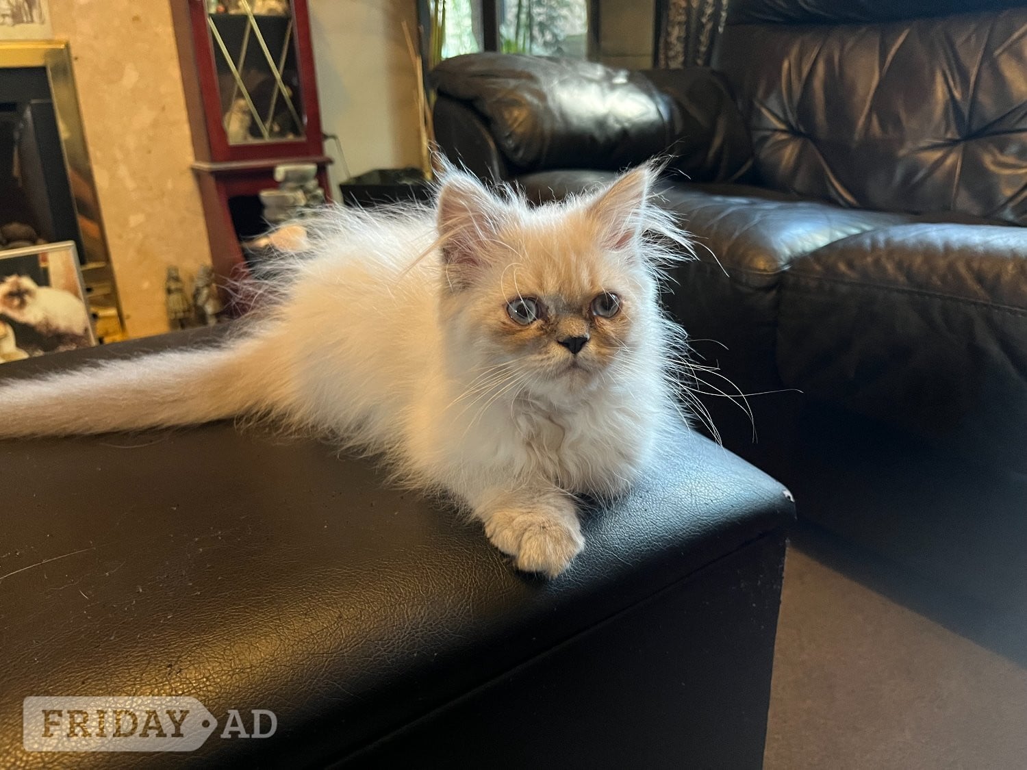 Bromley Ready Now Gorgeous blue eyed Himalayan cutie (M)