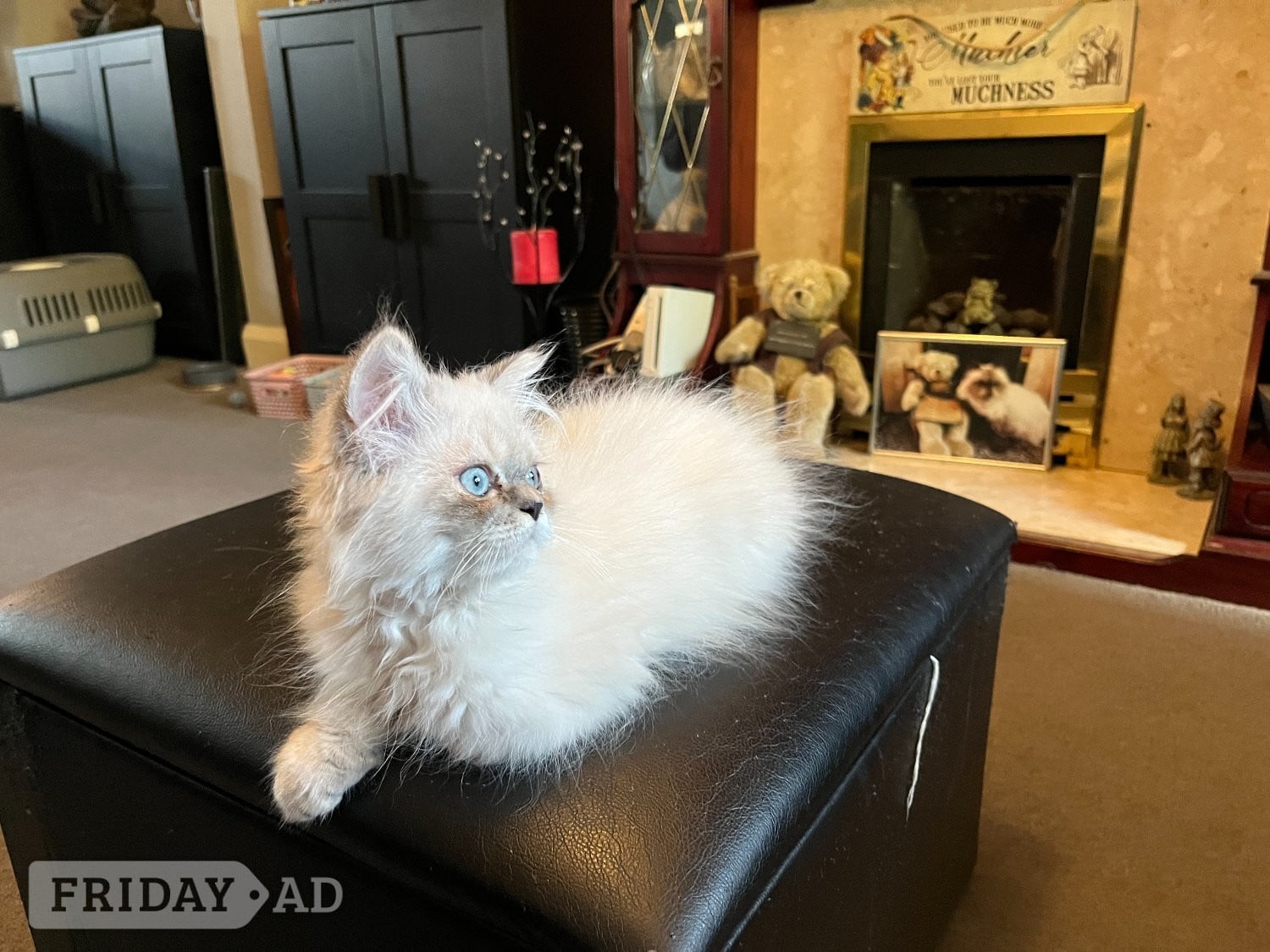 Ready Now Gorgeous blue eyed Himalayan cutie (M) - Cats & Kittens in Bromley